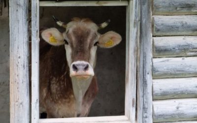 Das neue Leben der Kuh Hermien