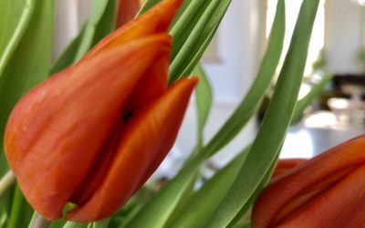 Orange ist Lebensfreude